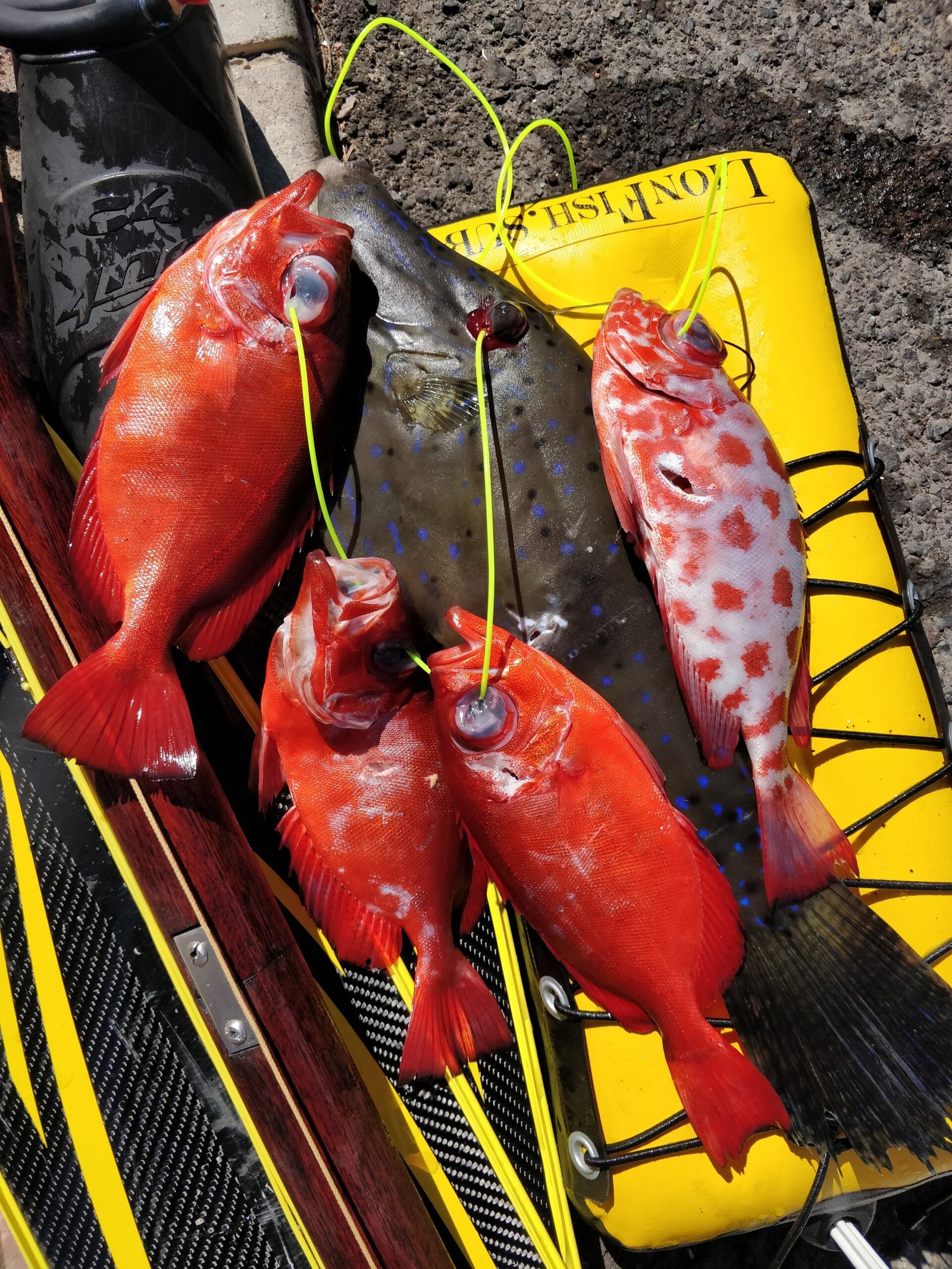 spearlab rykliukas bujus lenta lionfishsub povandeninei medzioklei www.rykliukas.lt spearfishing lithuania spearfishing float bujus medzioklei nardymui (2) navigator bbb